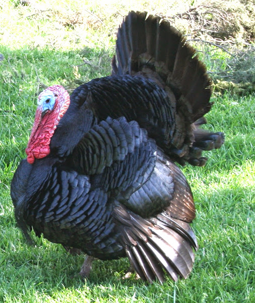 Turkey Breeds