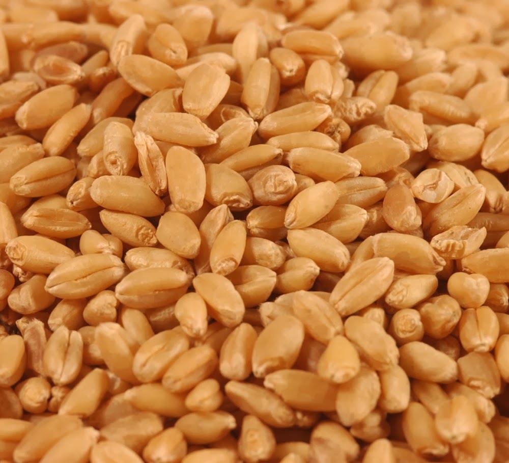 ingredients of Poultry Feed