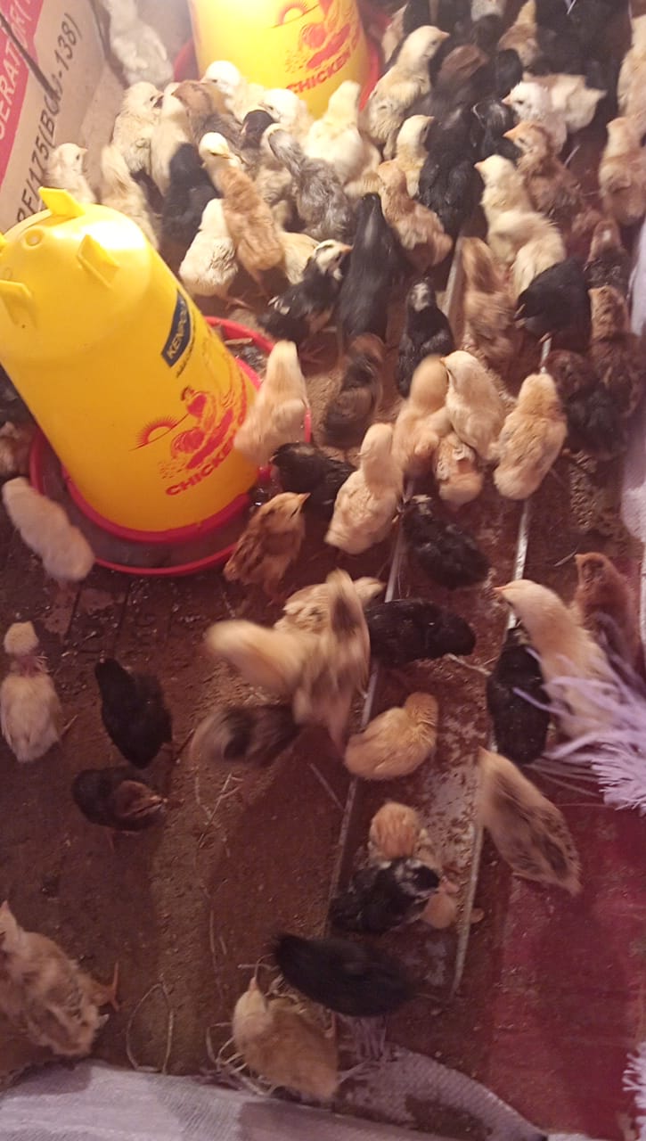 sourcing day Old Chicks in kenya